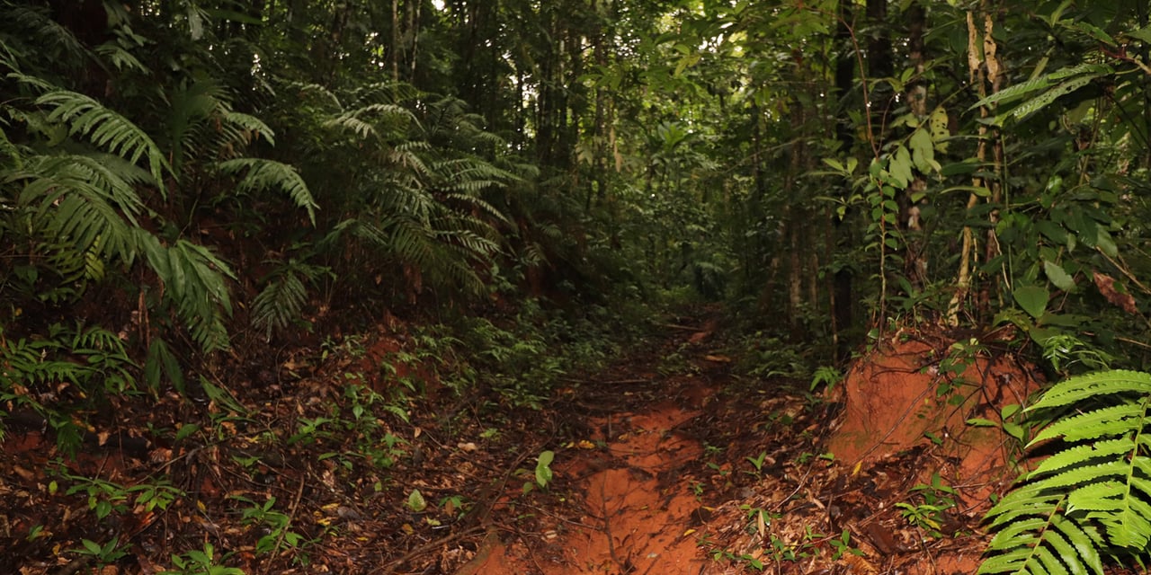 Rainforest Conservation Pasture Land, Osa, Puntarenas