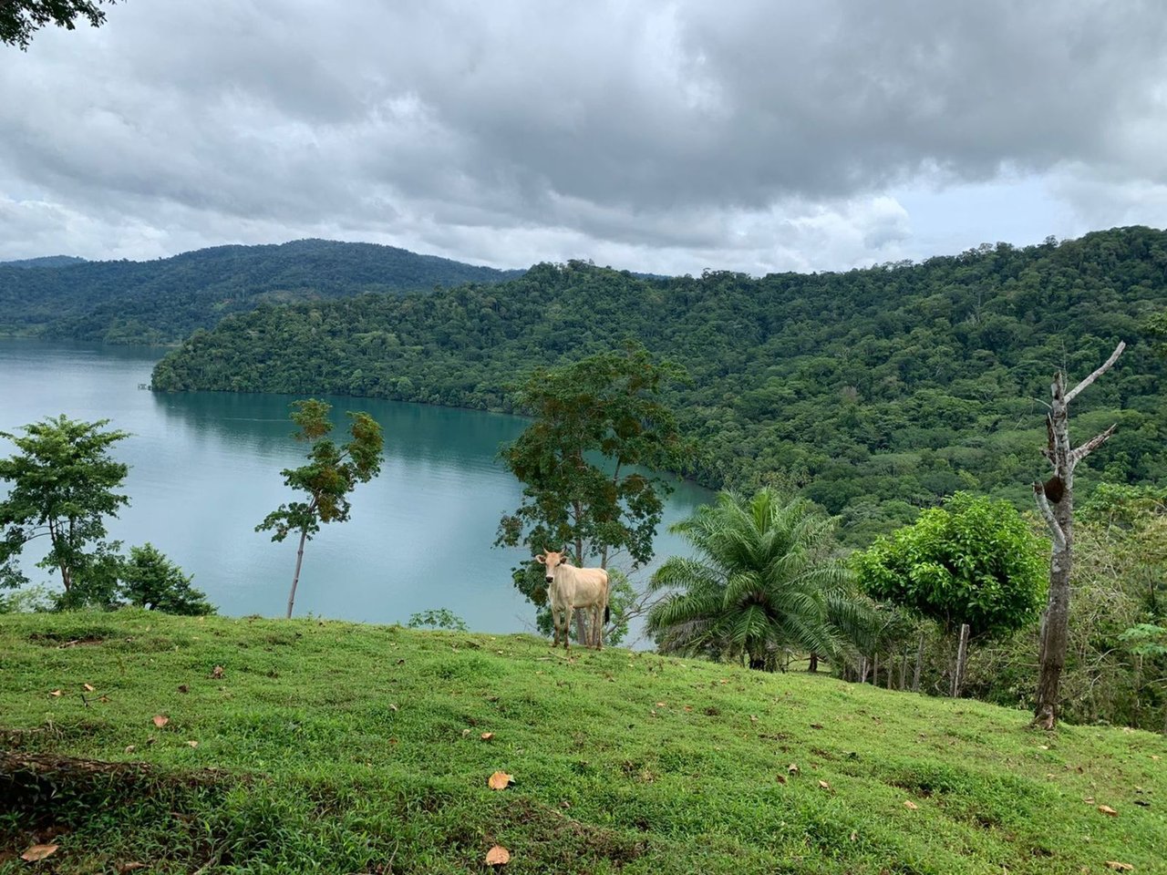 Coastal Development Land, Osa, Puntarenas