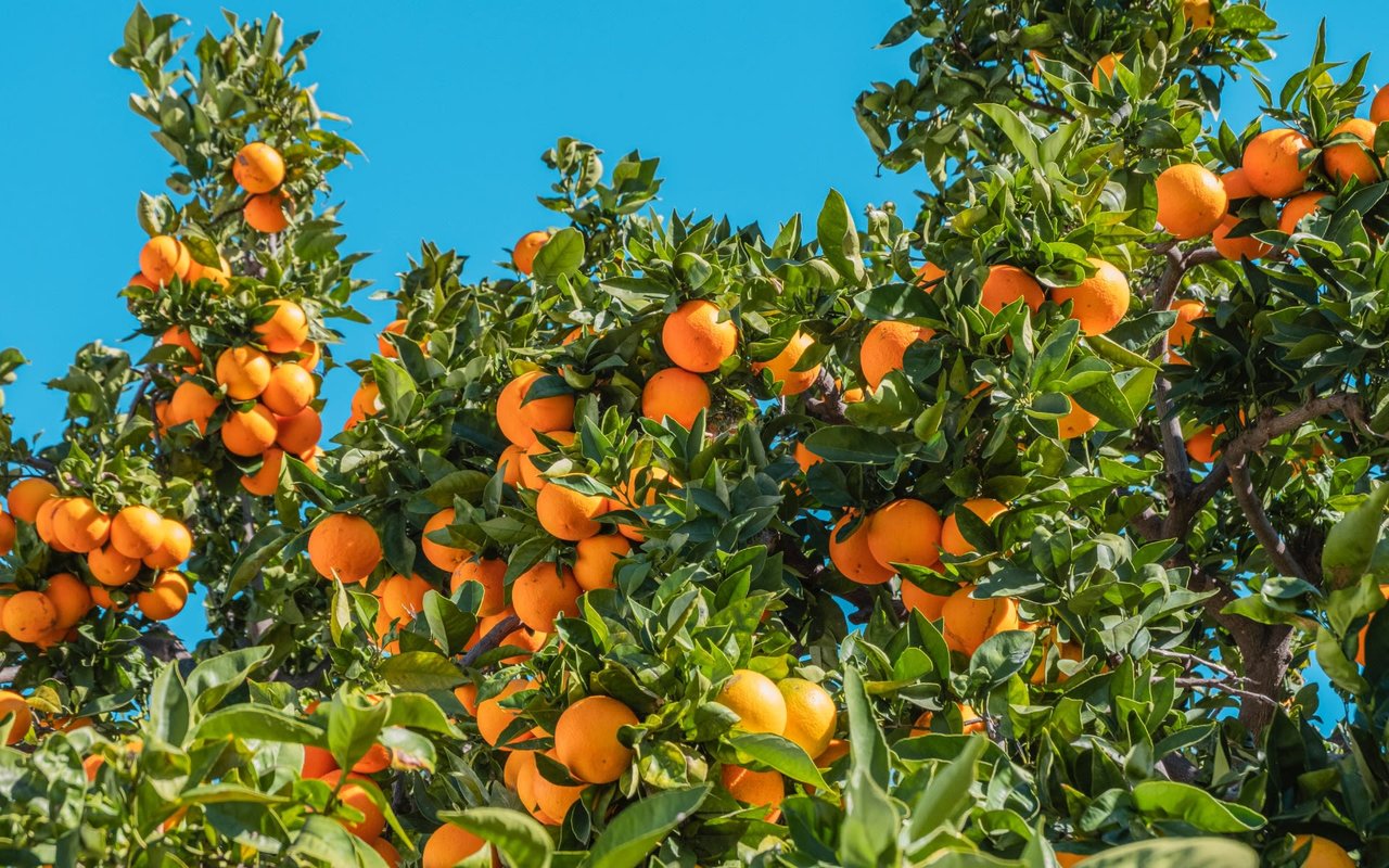 A bunch of oranges growing on a tree.