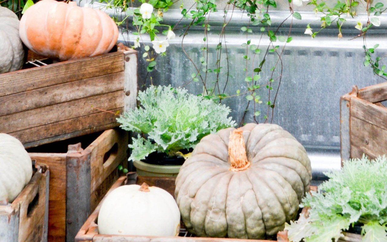Where to Give Back in Austin This Thanksgiving