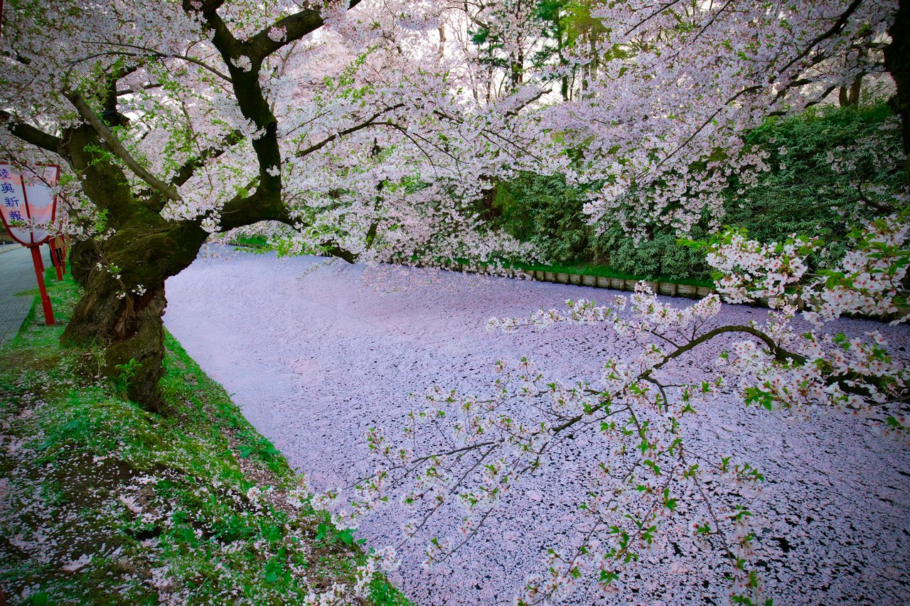 Cherry Blossoms in Philadelphia