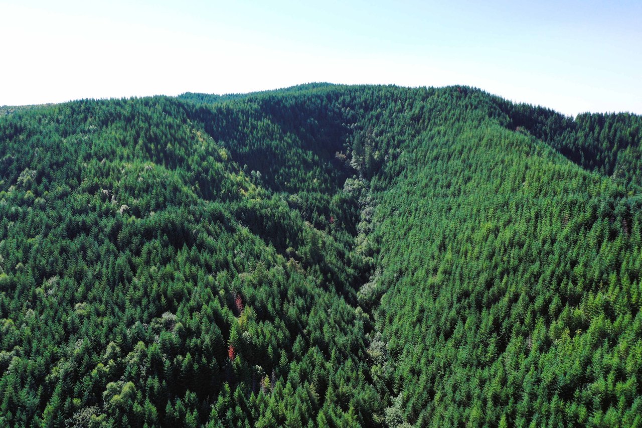 High Pass Tree Farm