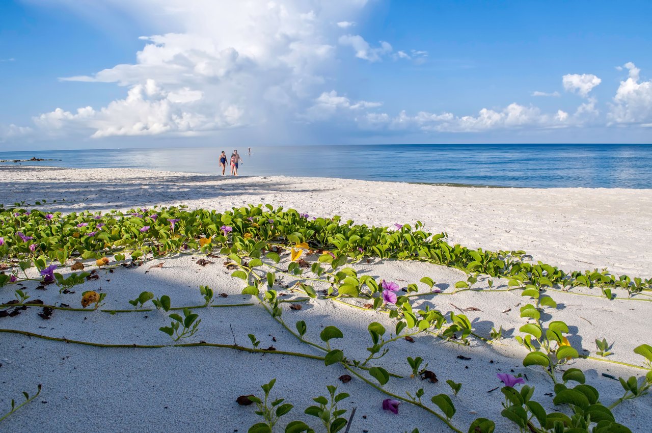 COQUINA SANDS