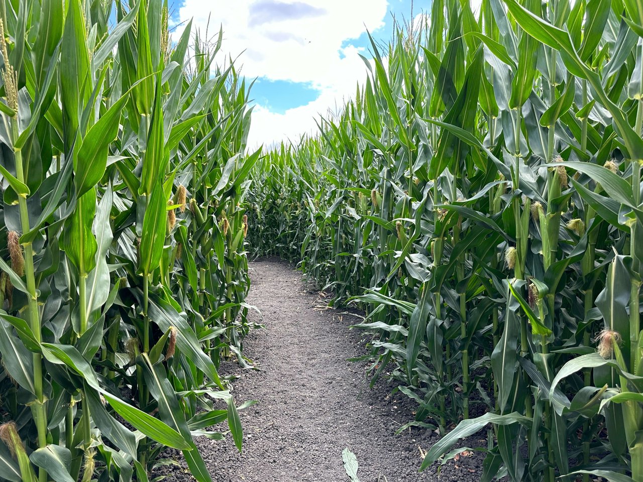 Petaluma Pumpkin Patch and Amazing Corn Maze