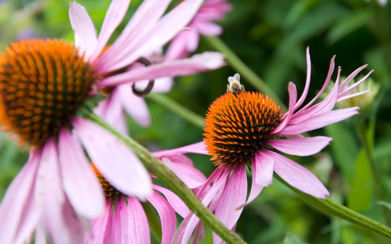 The Buzz on Creating a Bee-Friendly Lawn