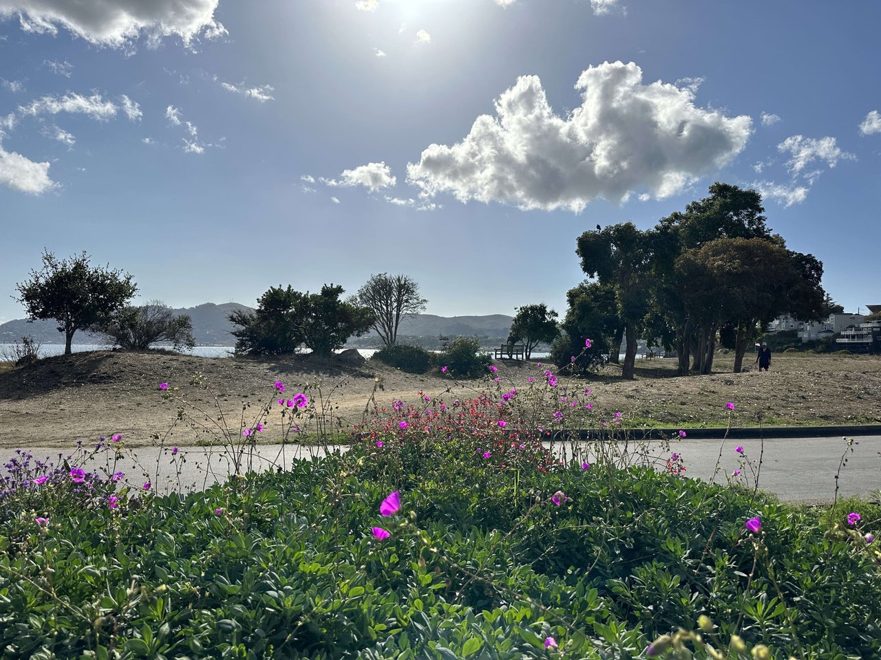 Blackies Pasture: Marin County's Scenic Trail with a View