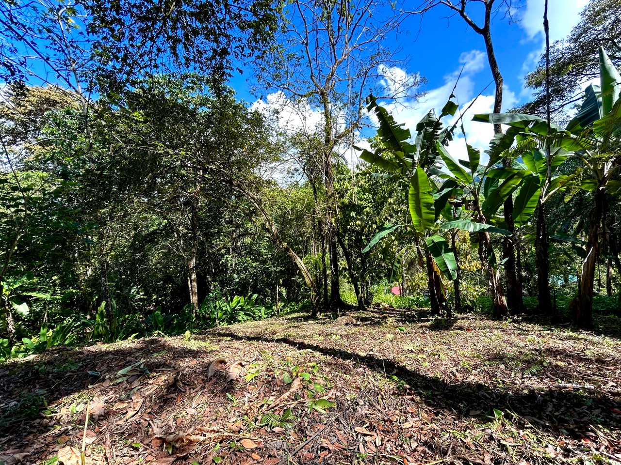 Gorgeous Property Above Playa Colonia, Forest Views