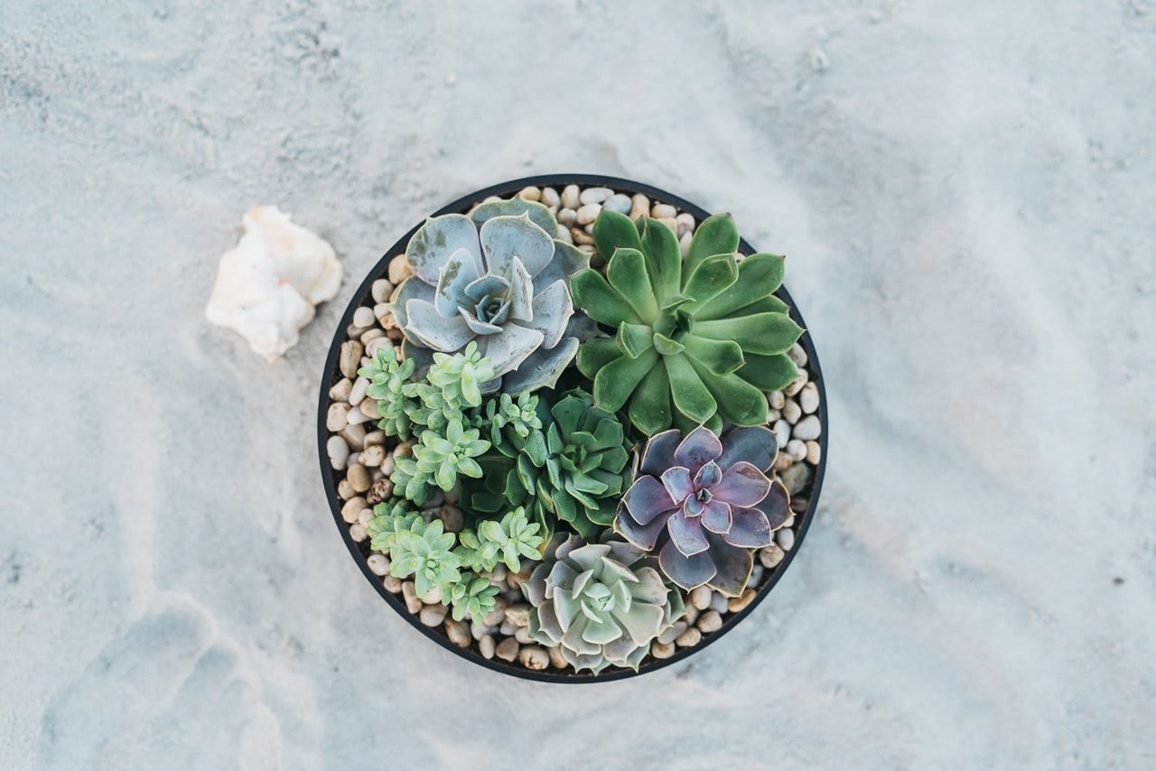 How To: Plant a Succulent Arrangement