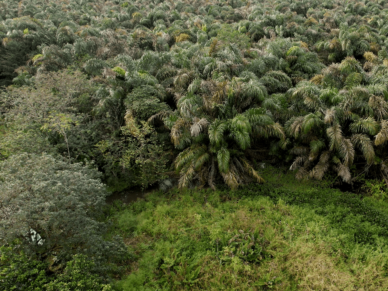 382 Acres of Sierpe River Wild Lands