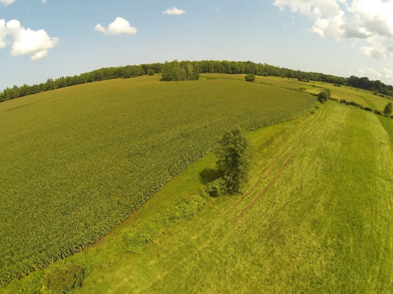 Cattle & Equine Farm