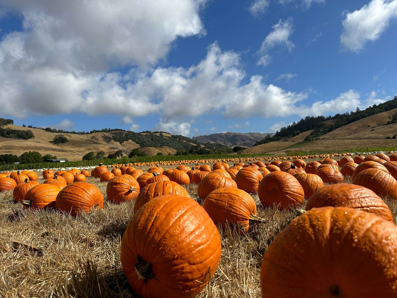 Celebrate Fall in Marin County with a Visit to Nicasio Valley Pumpkin Patch