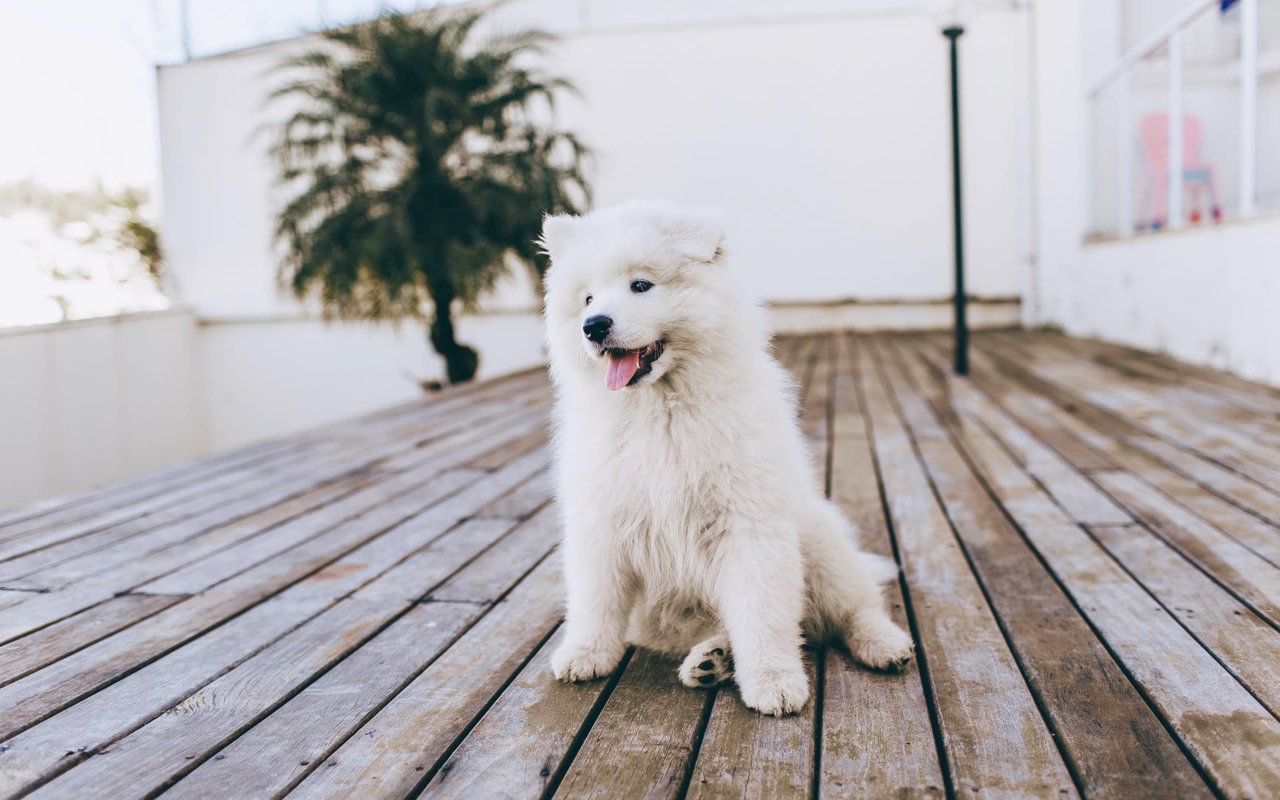 15 Discussions Everyone has Got With the Puppy Within Brains