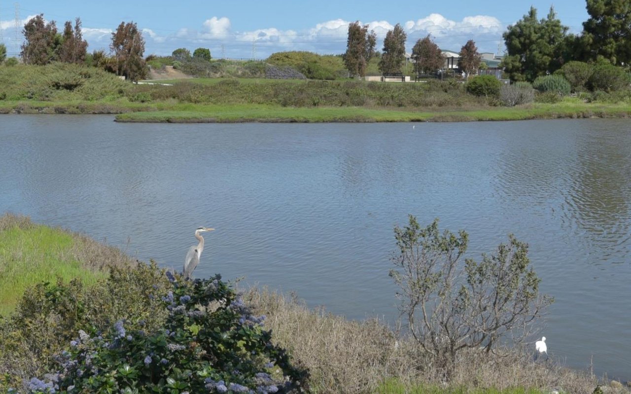 Redwood Shores