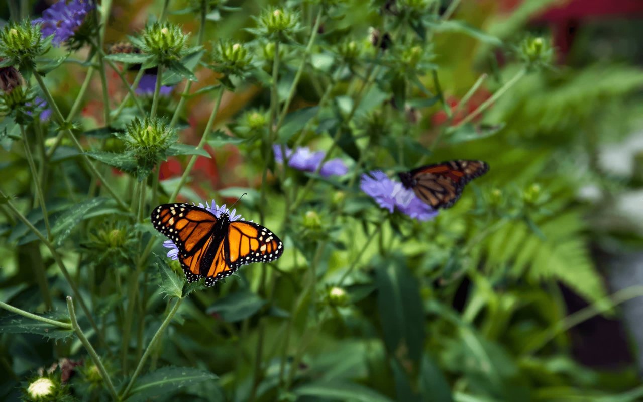 How and Why to Plant a Butterfly Garden