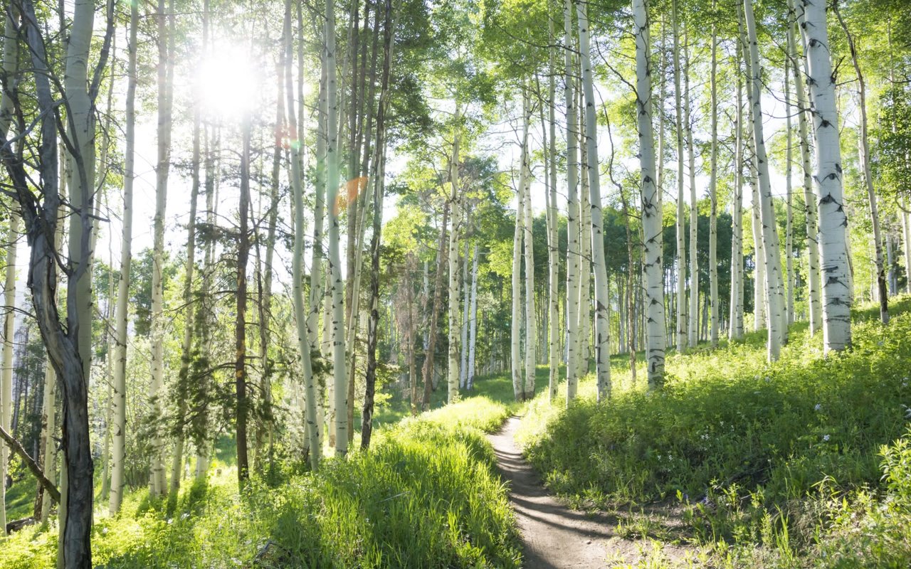 A sunlit path winds through a grove of tall aspen trees with white bark