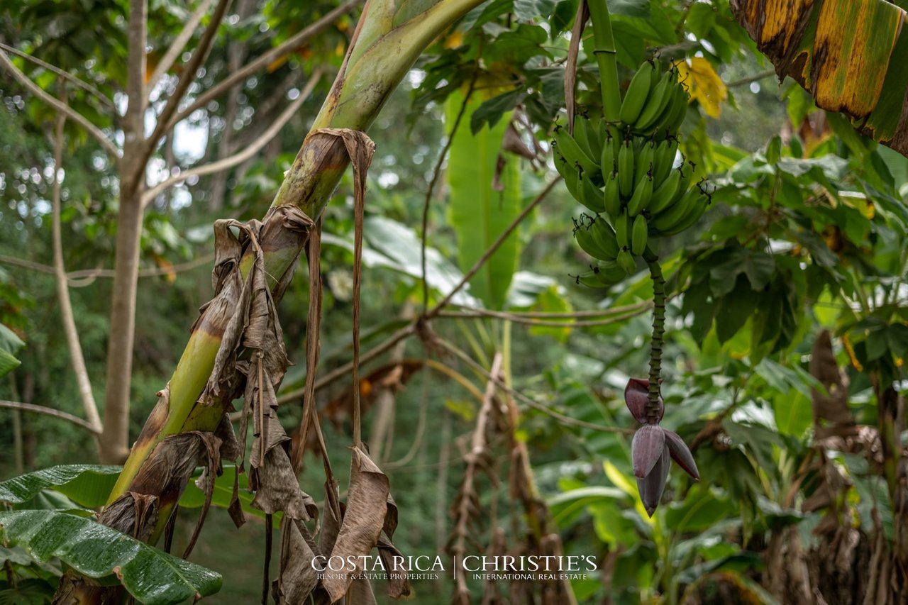 Finca Buenos Aires