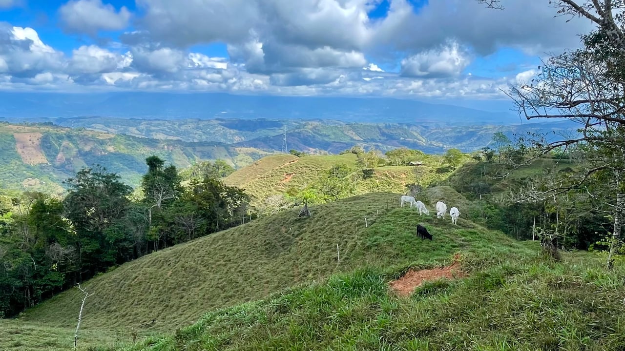 OVER 14 ACRES FARM IN ALTO DE GUADALUPE