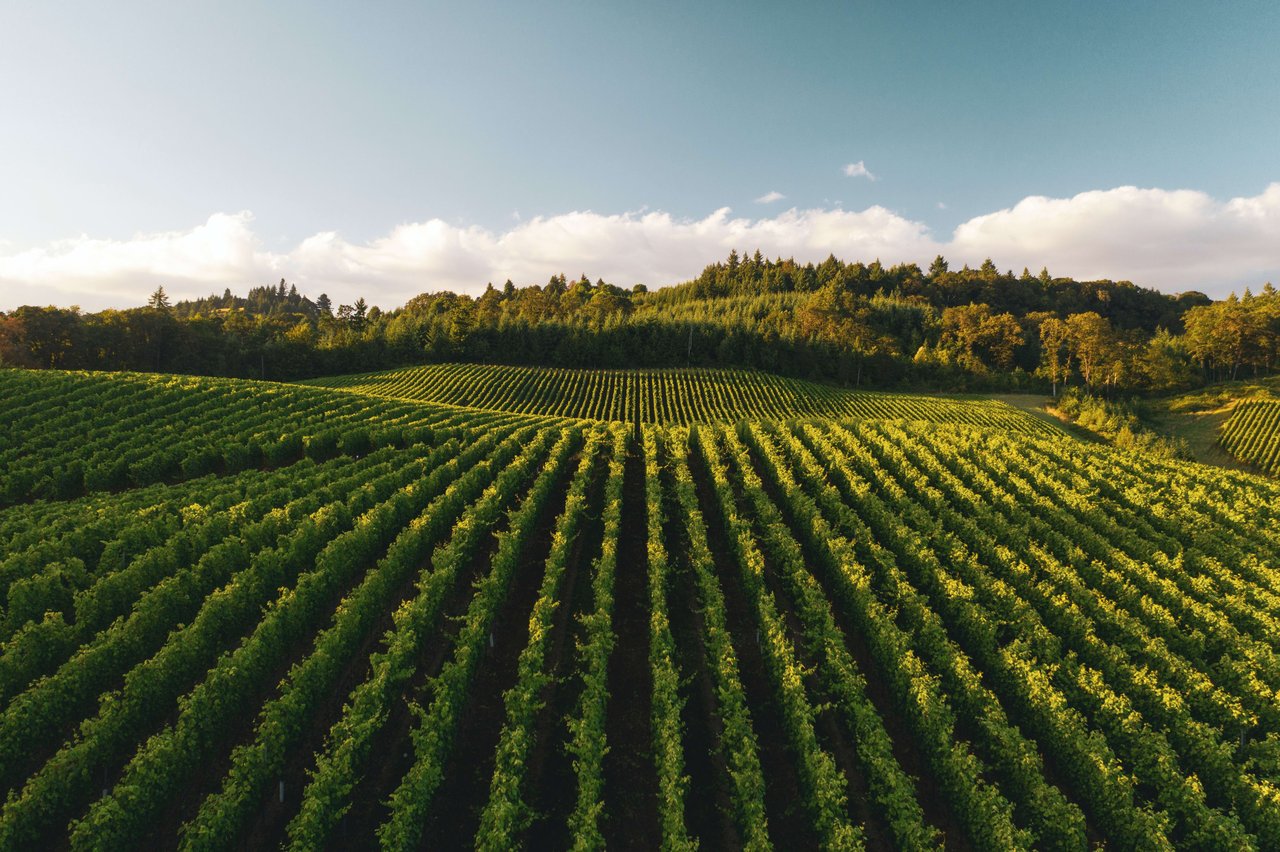 Sell Your Vineyard