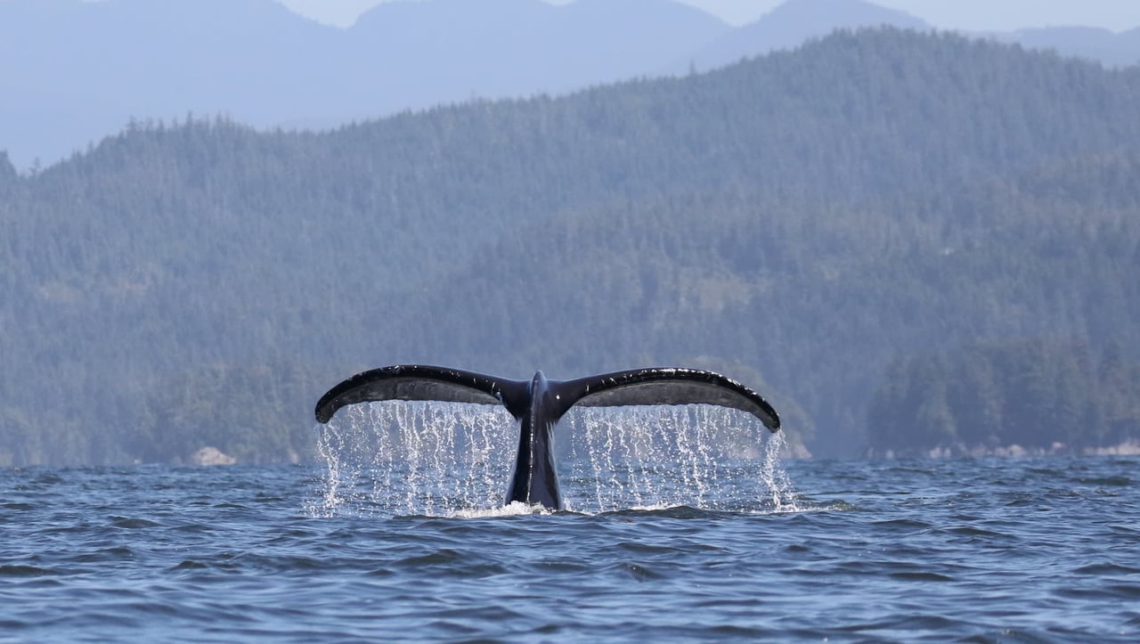 Cadboro Bay in Victoria BC