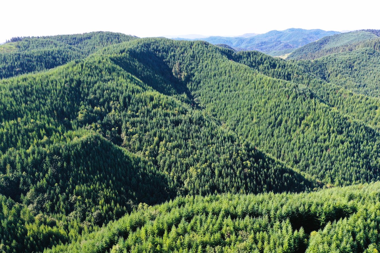 High Pass Tree Farm