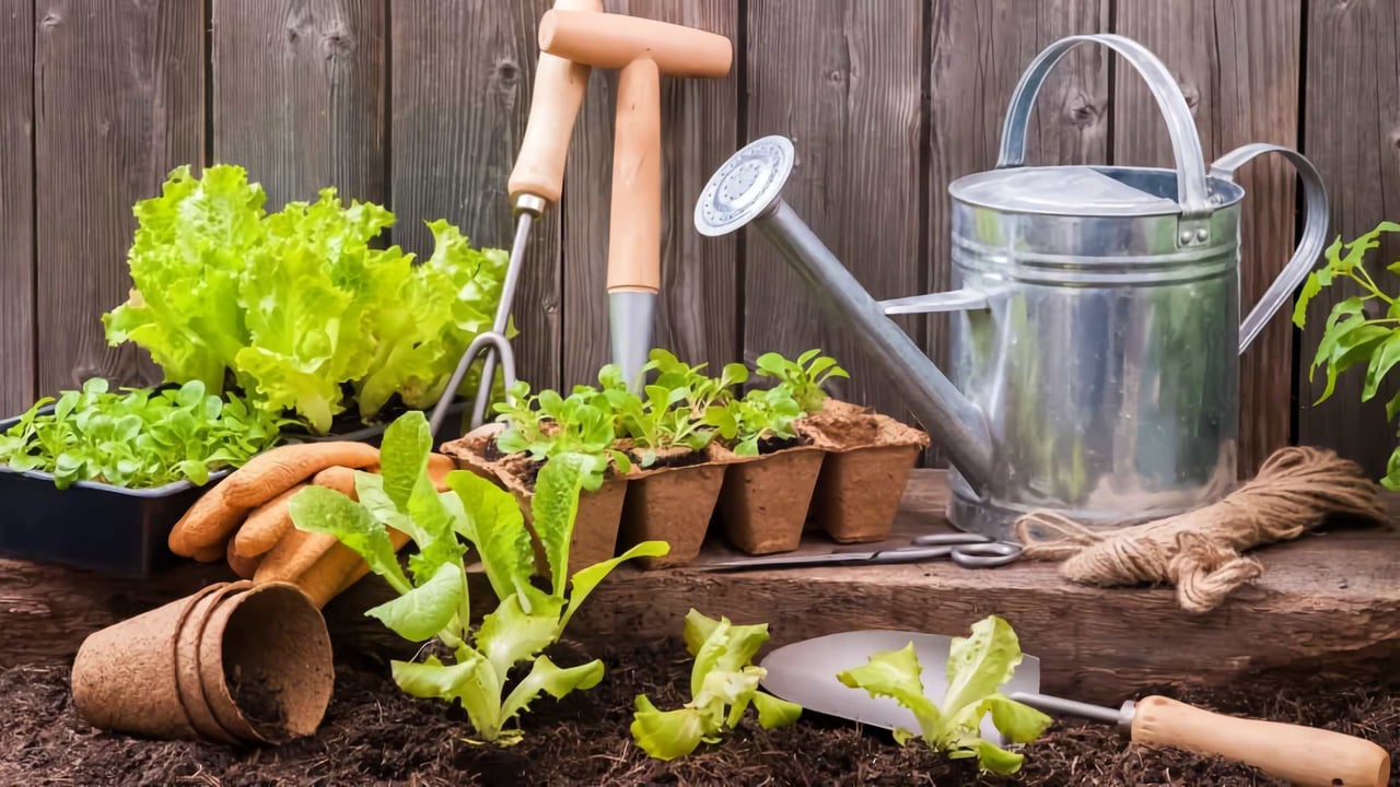 A Bountiful Vegetable Garden