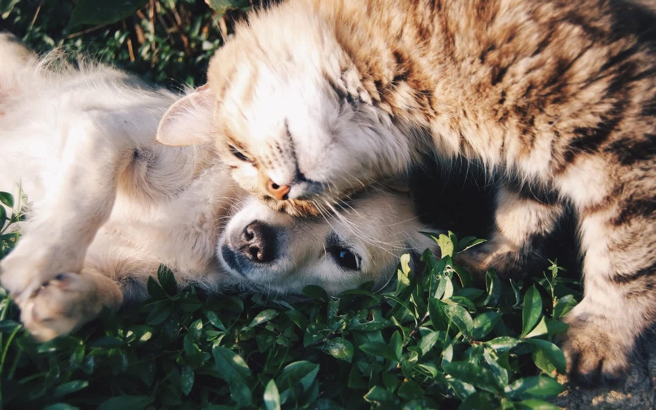 7 Tips for Moving with Pets