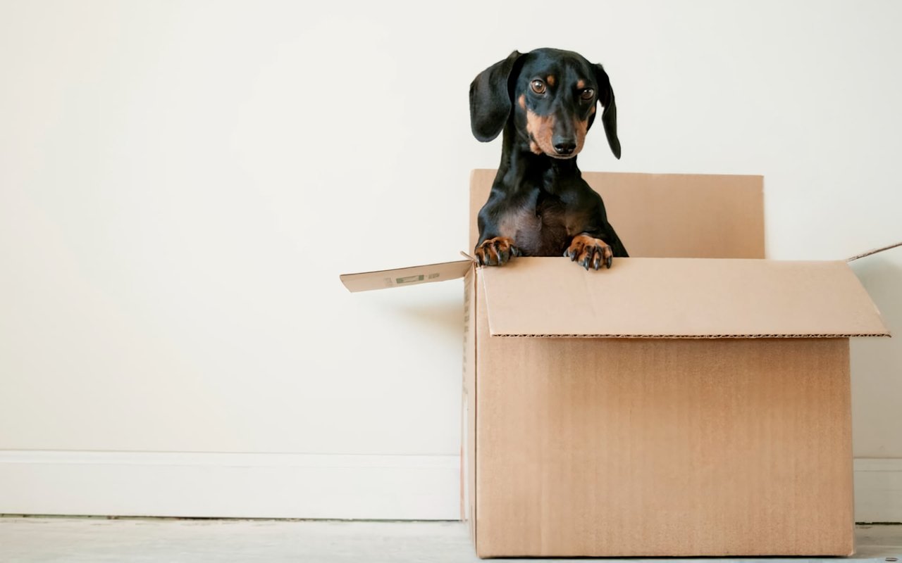 8 Tips for Moving with Pets