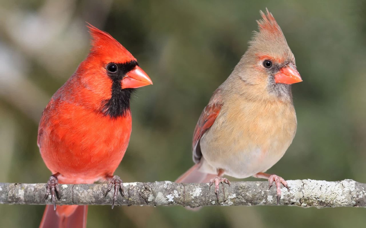 Protecting Songbirds in Your Indiana Neighborhood: What to Know and Do