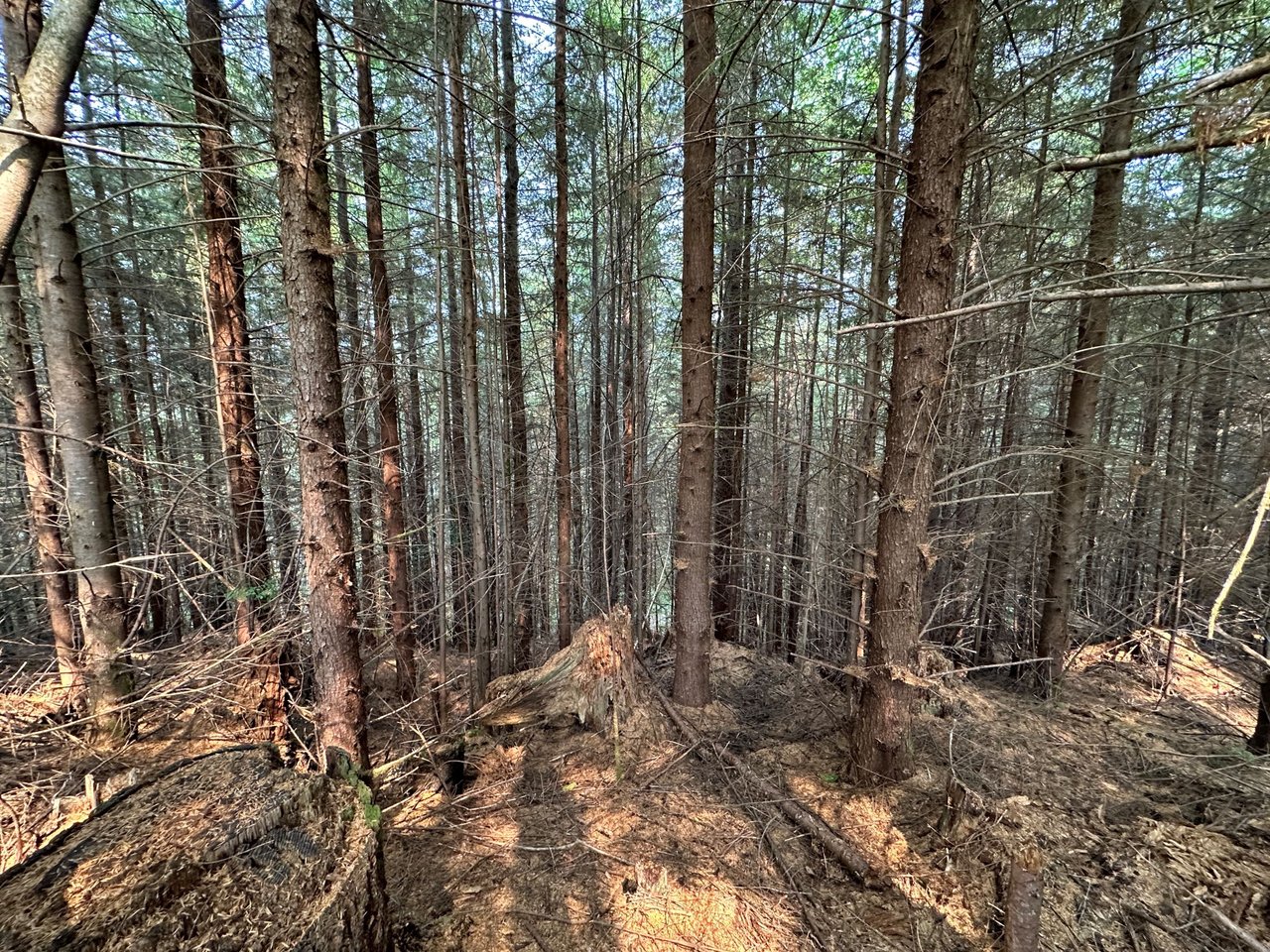 Alsea Woodland