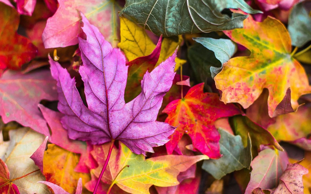 Your Fall Home Maintenance Guide
