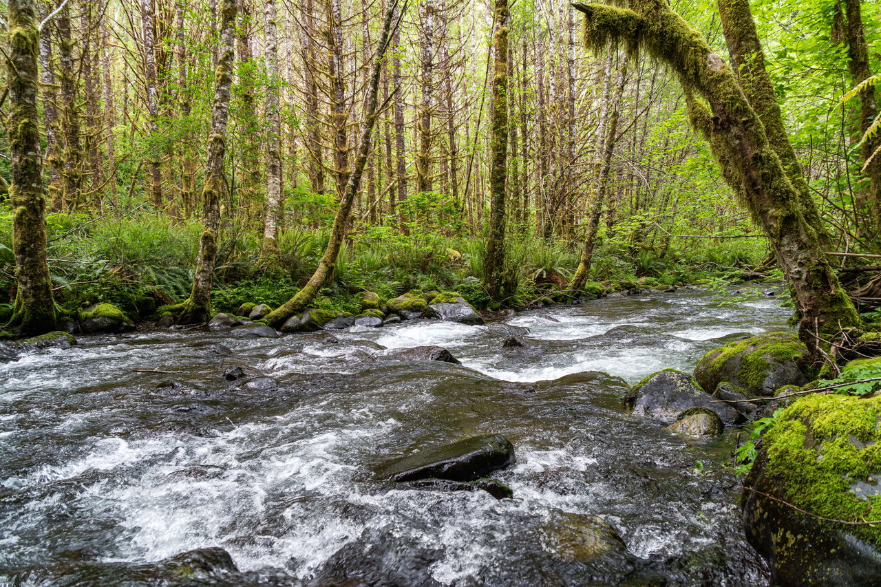 Three Rivers Conservation Project - Ensuring Roosevelt Elk Habitat