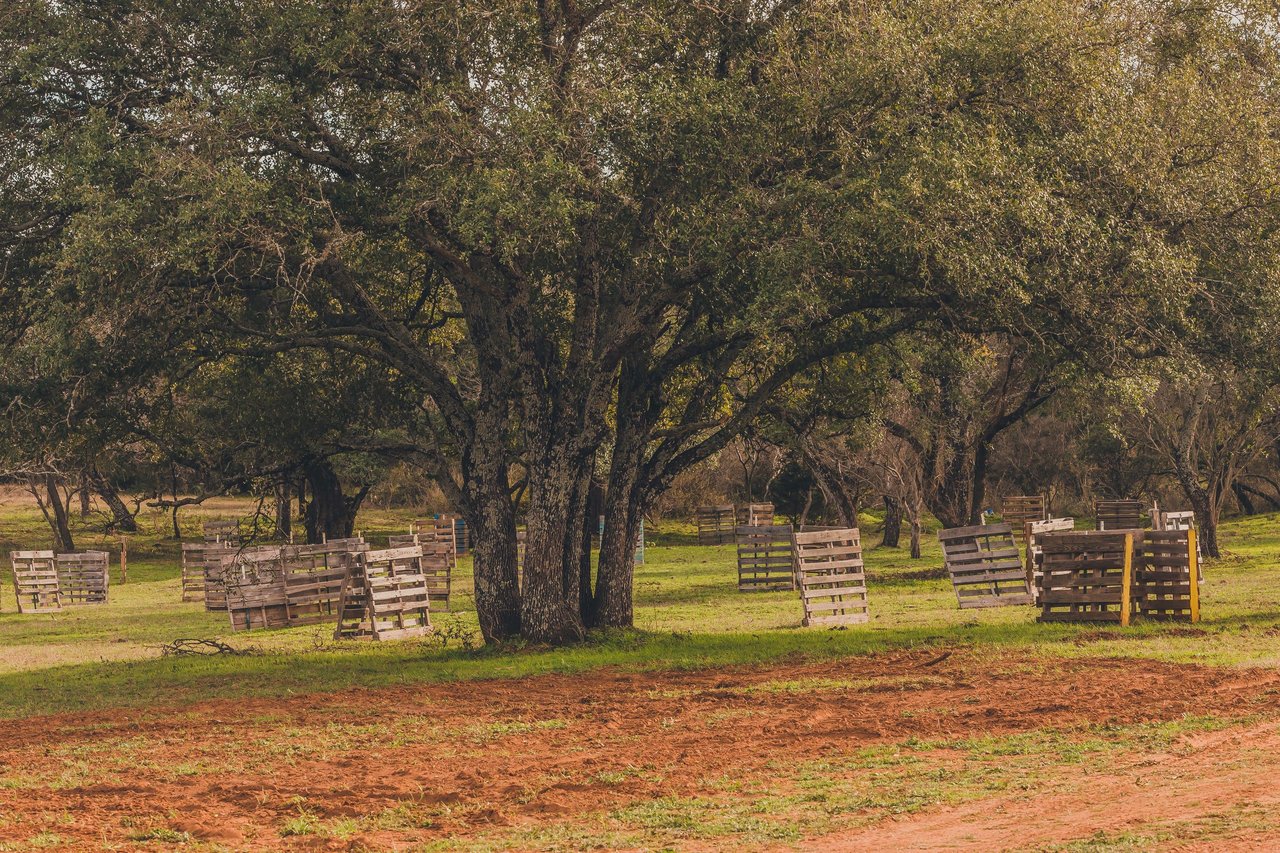 Cuatro Colinas Ranch