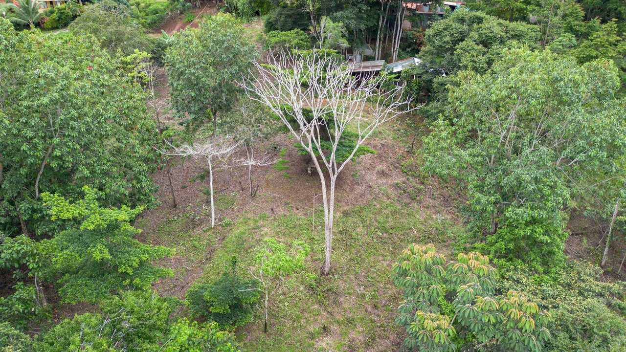  2.5 Acres of Fertile Land with Creek, Ready to Build
