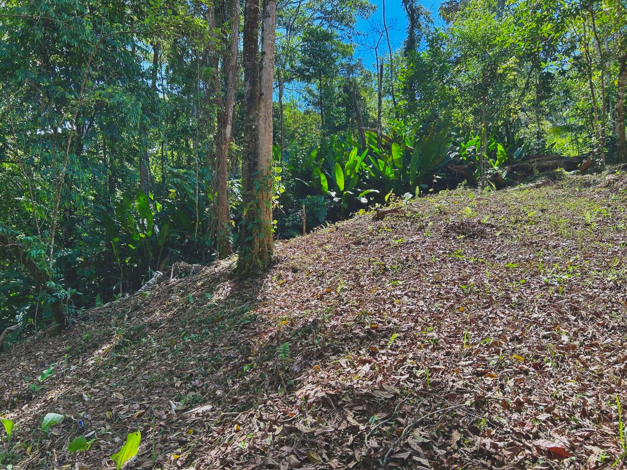 Gorgeous Property Above Playa Colonia, Forest Views