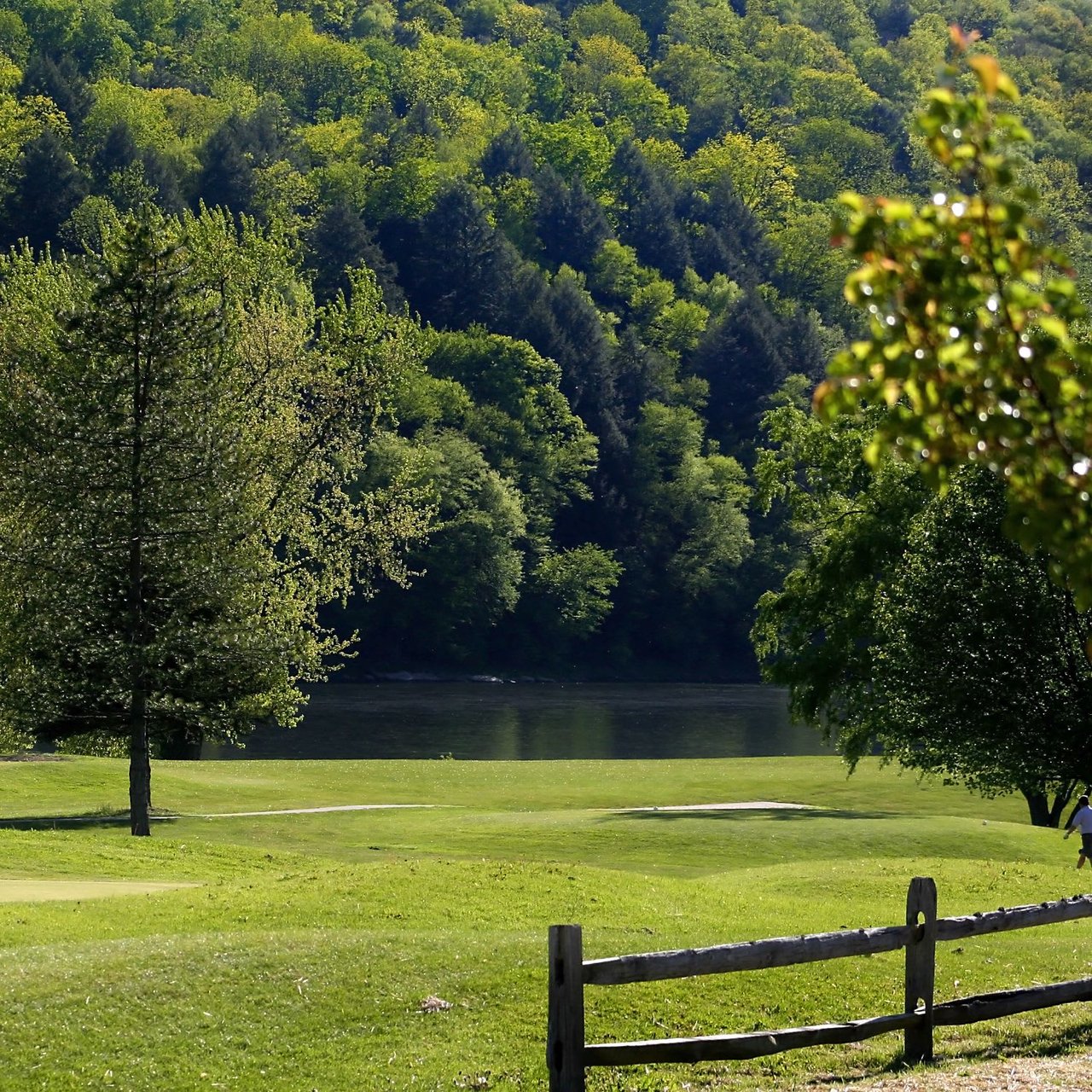 Forest Meadows