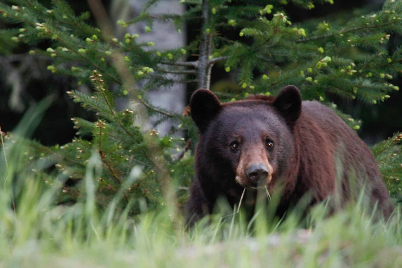 Wildlife Safety In and Around Mammoth Lakes