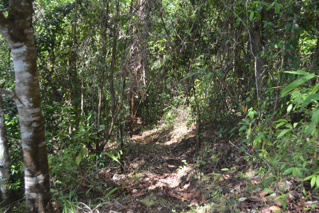 42 Acres With Waterfalls, Ocean Views & Multiple Building Sites Sliencio Ariba