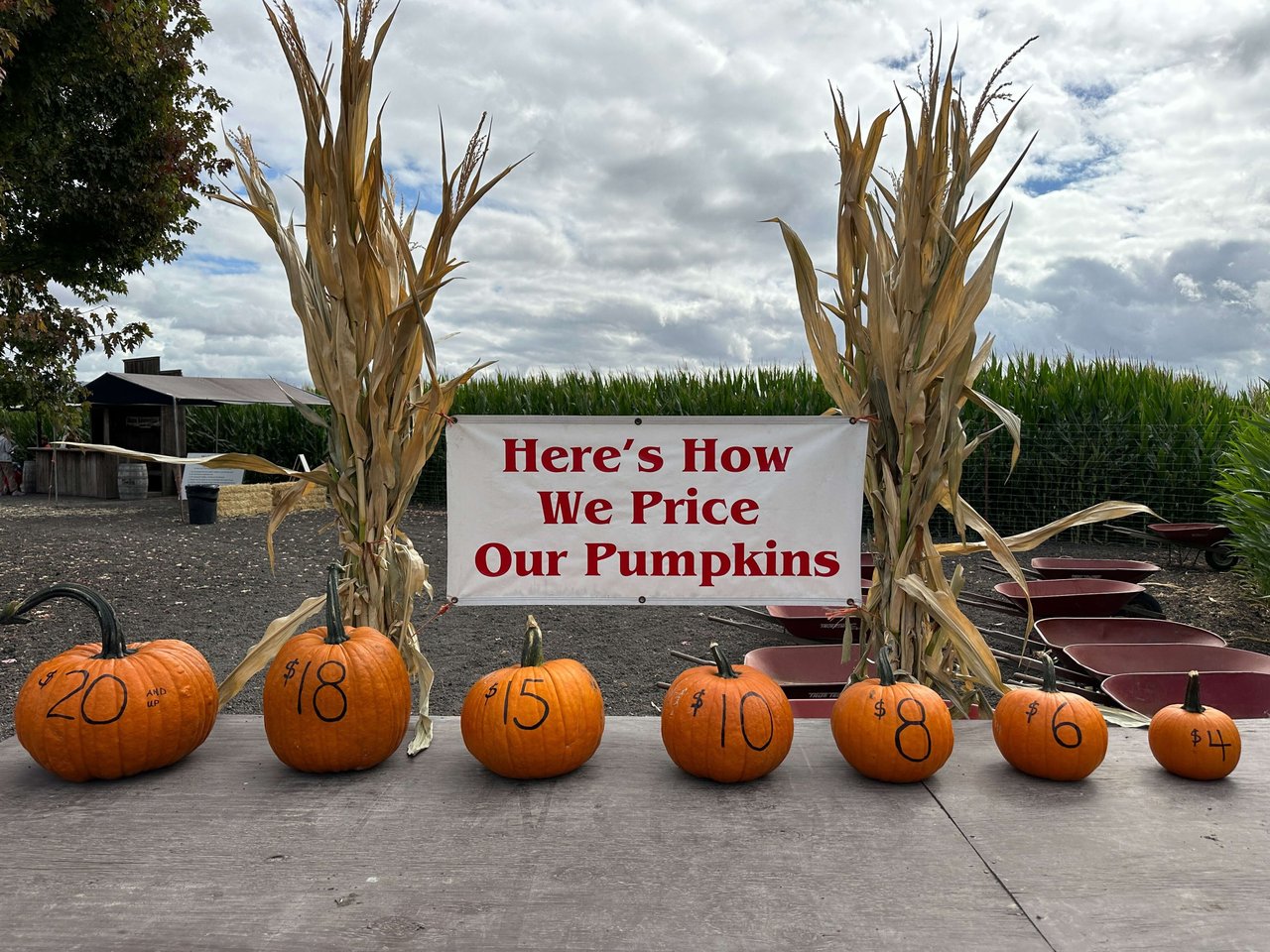 Petaluma Pumpkin Patch and Amazing Corn Maze