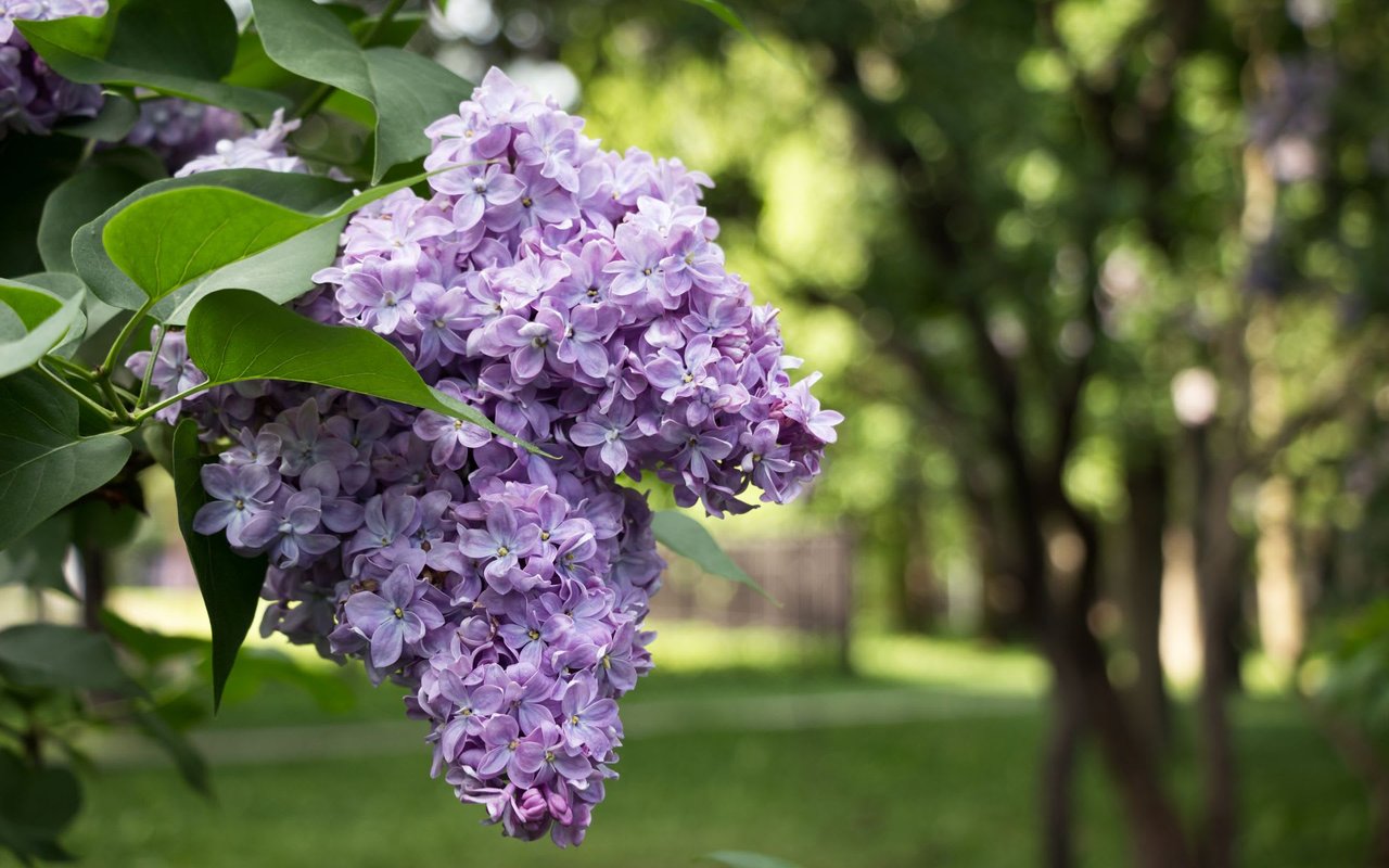 lilacs in a park in Lombard IL