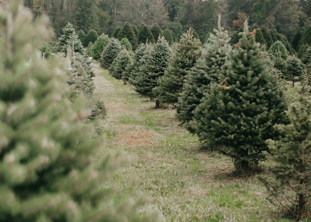 Evergreen Elegance: Exploring the Best Christmas Tree Farms in the Portland Metro Area