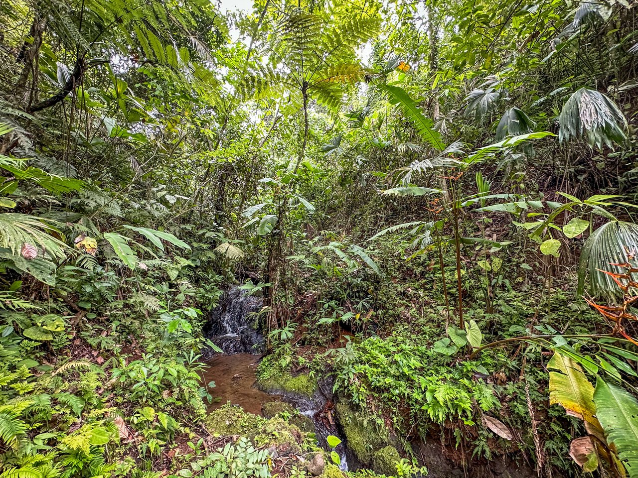 Costa Rican Gem with Conservation Potential: Preserve 26 Acres of Pristine Land