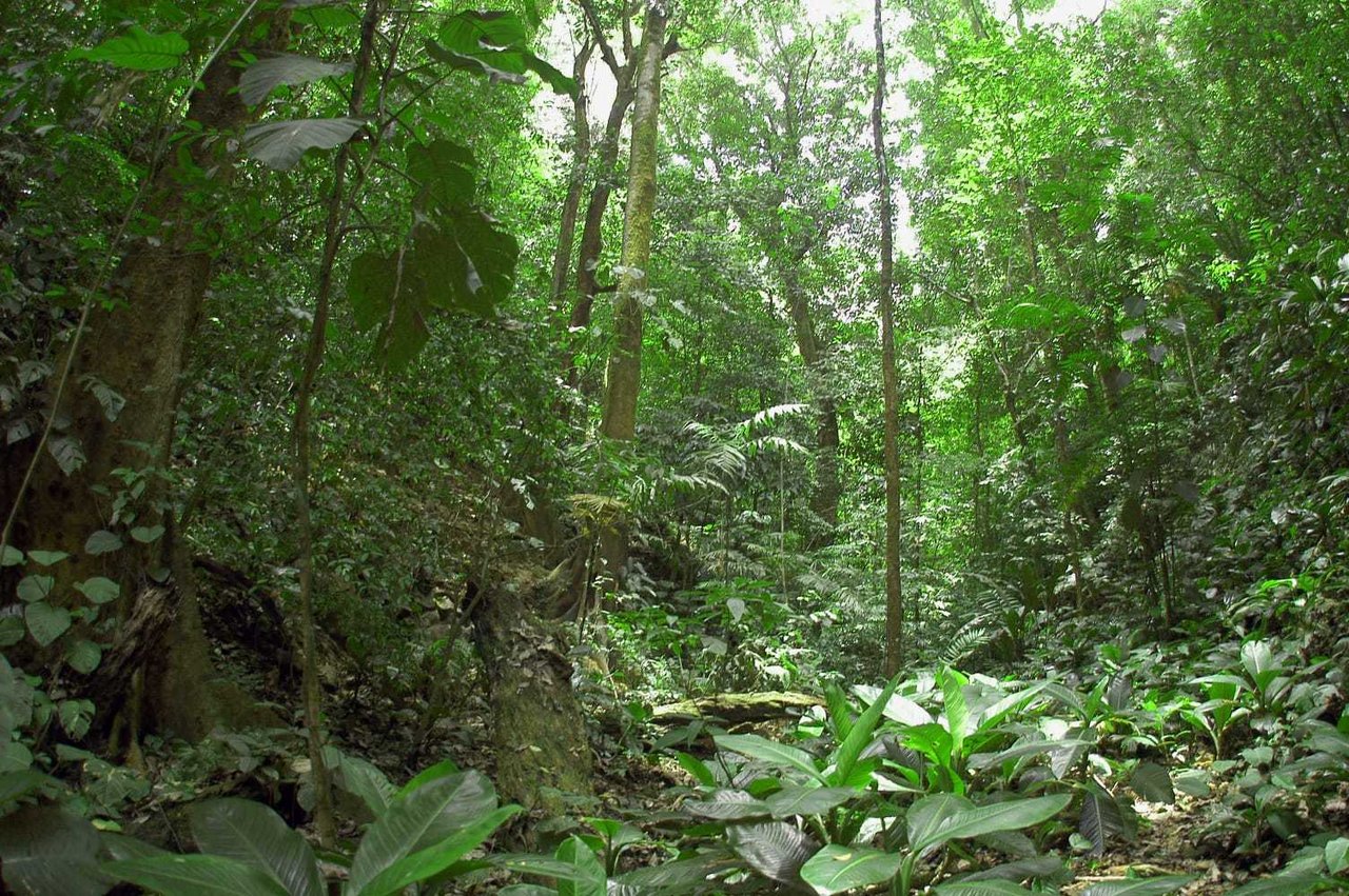Shovel Ready Development Land, Manuel Antonio, Puntarenas