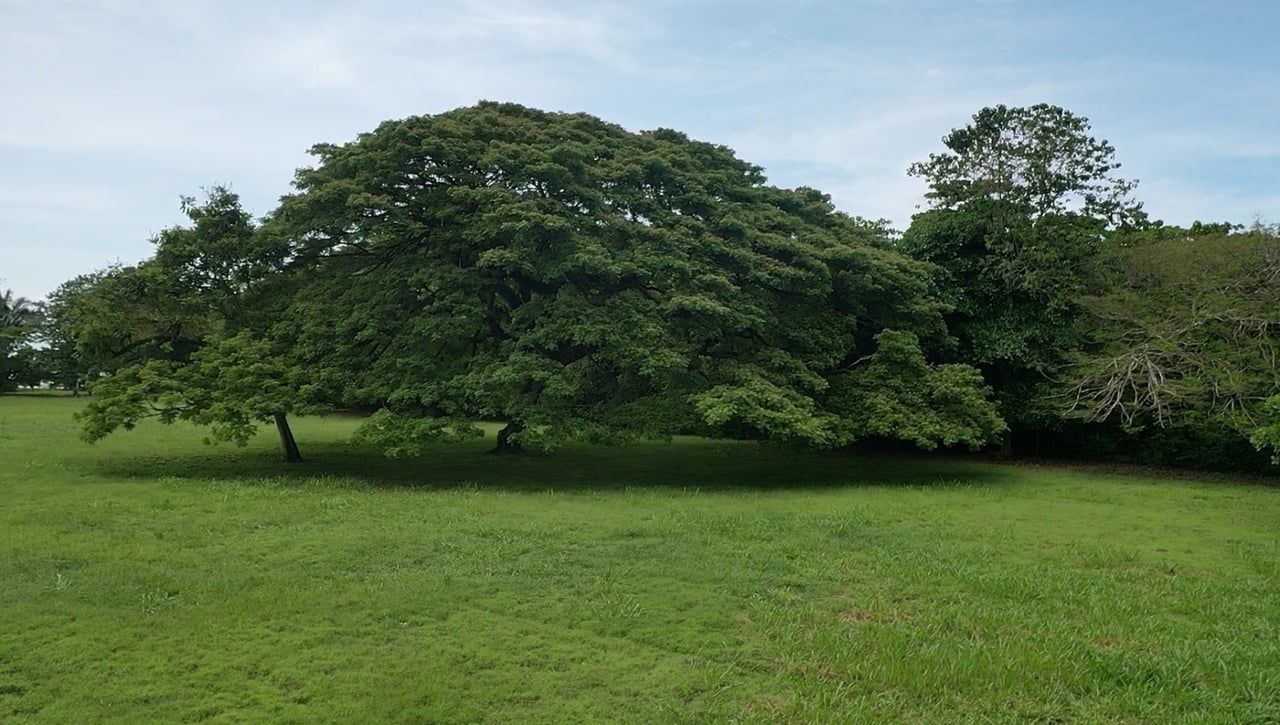 Titled Beachfront Development Land, Osa, Puntarenas