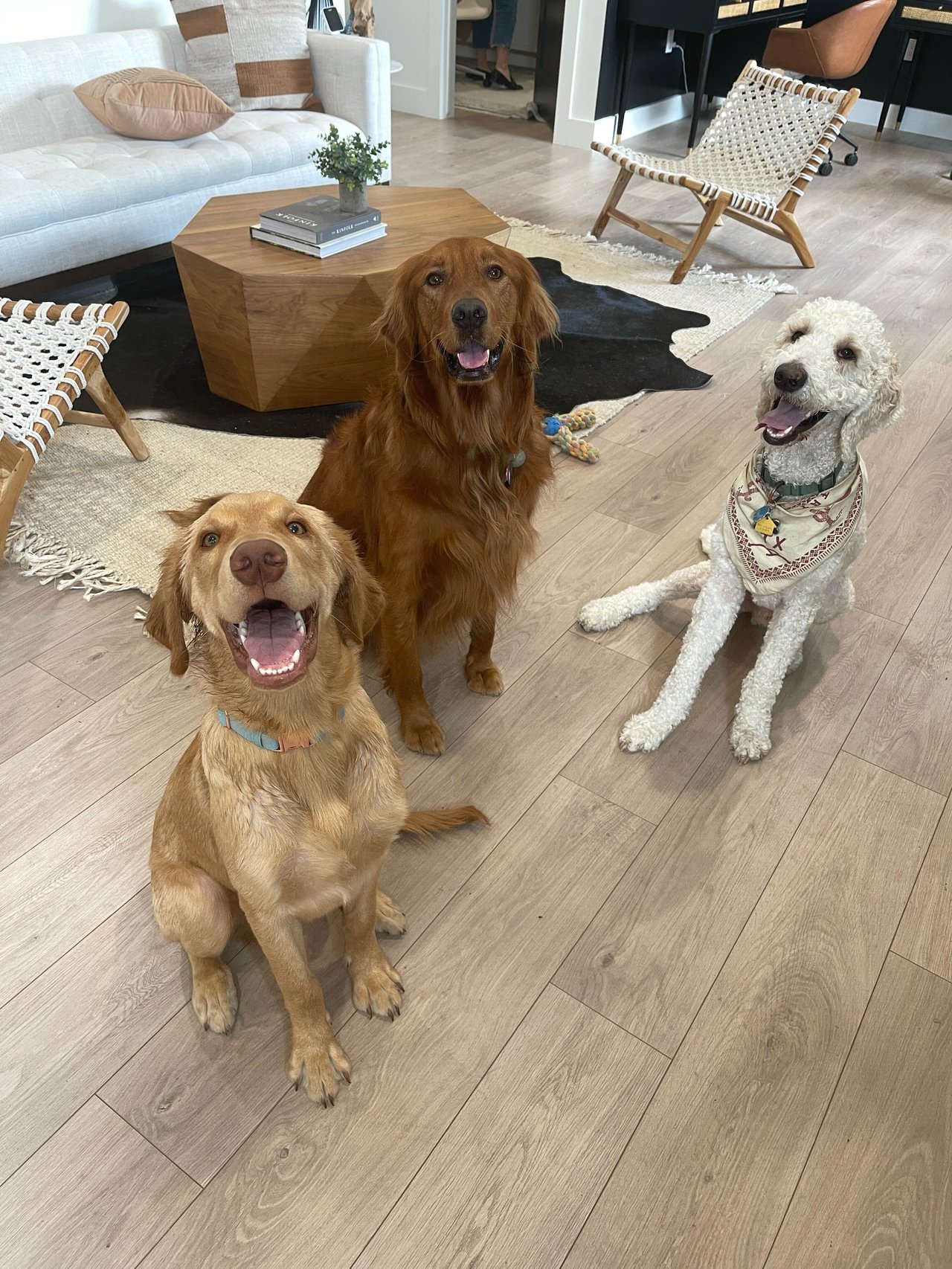 THE ELITE MASCOTS