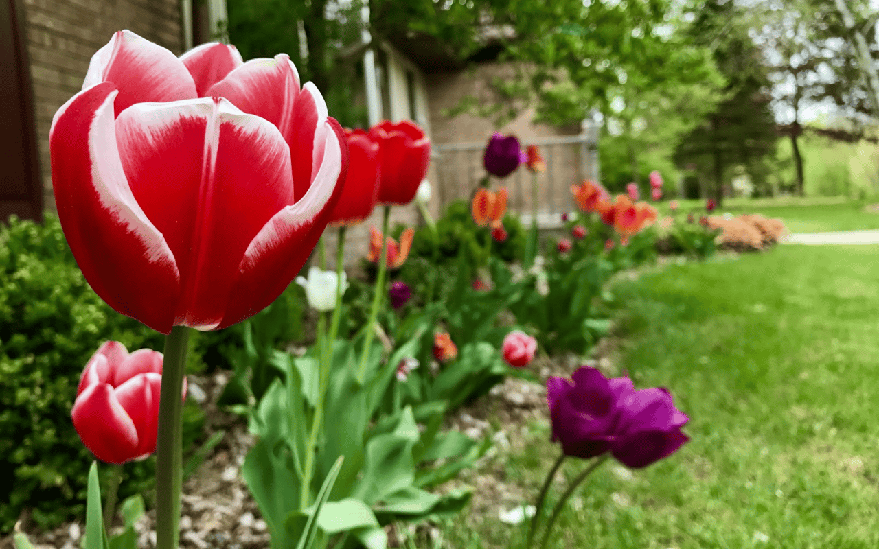 Top Landscapers in North Shore, Oahu, to Improve Curb Appeal