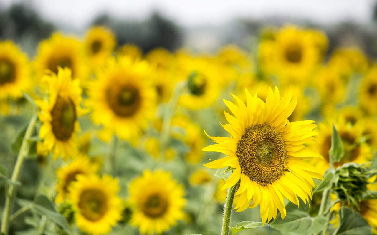 U-Pick Sunflower Farms in Indiana