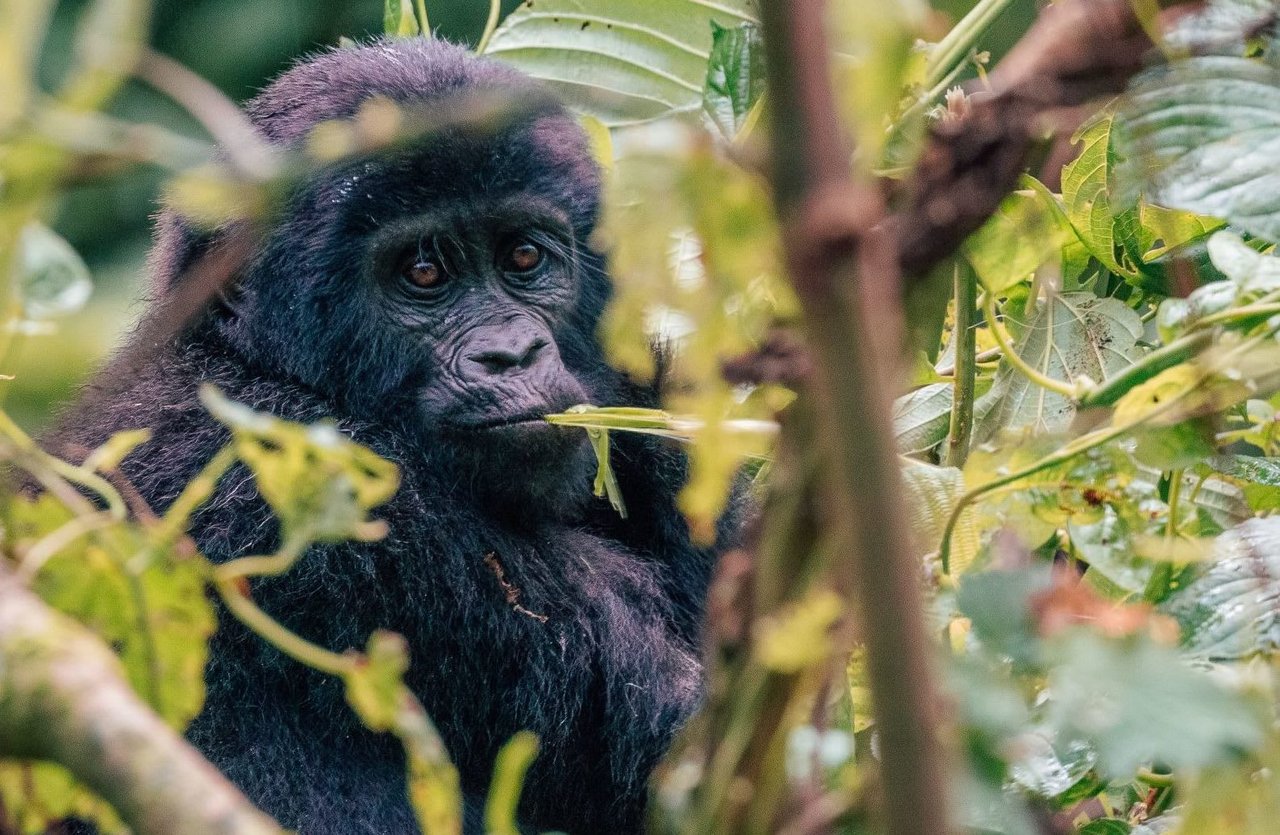 Impenetrable Forest Gorilla Trek, Uganda