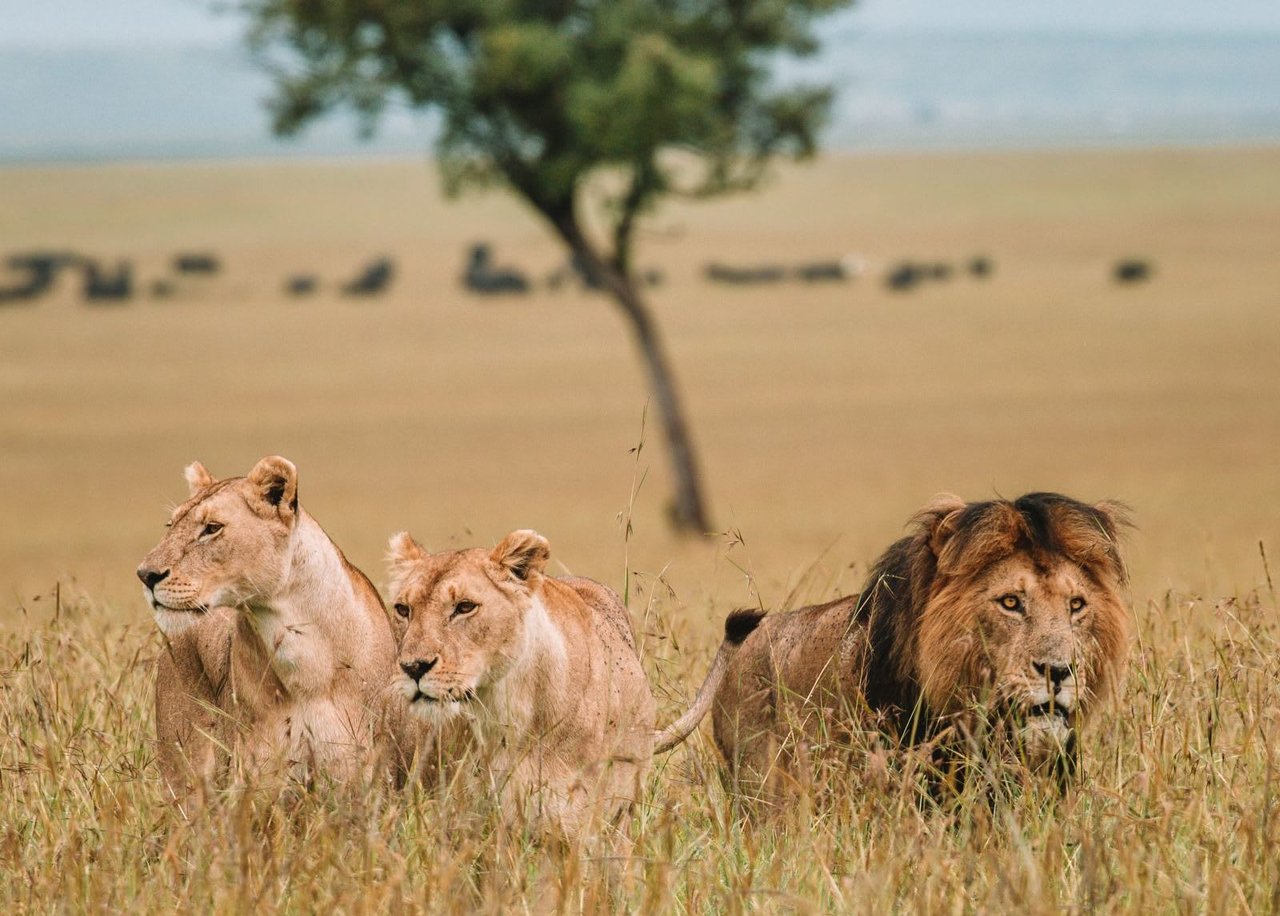 Safari in the Masai Mara, Kenya