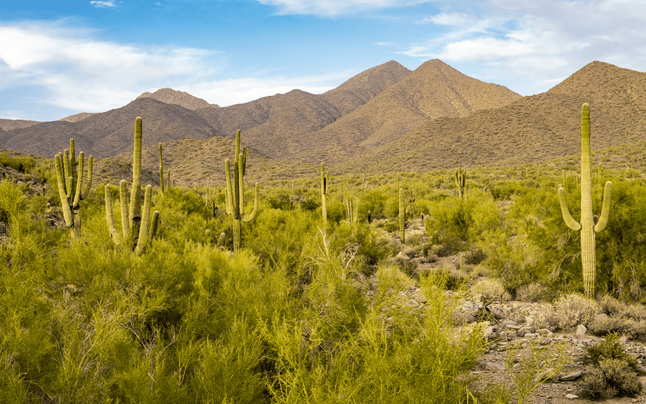 McDowell Mountain Ranch