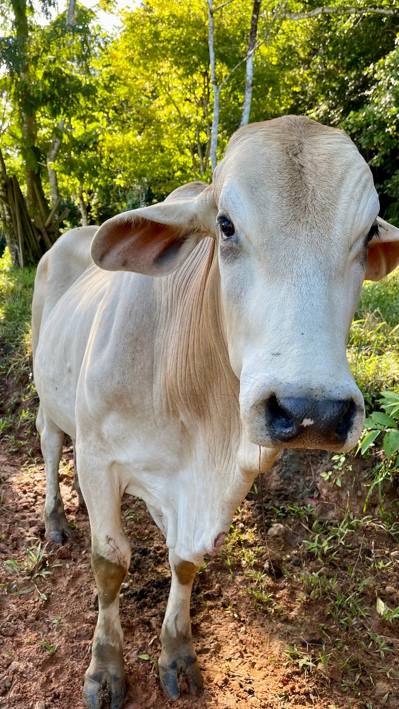 Over 123 Acres Farm in San Josecito De Morete, in Uvita Mountains